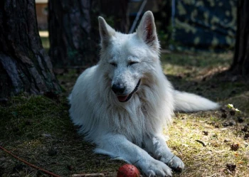 SULEJÓW 2024 - turnus 2 (10-12 lat)